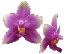 Phalaenopsis violacea