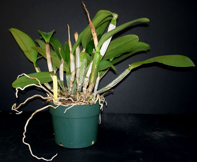 Repot Orchid