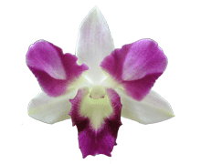 Dendrobium