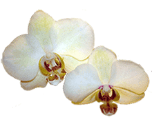 Phalaenopsis DB's Harley