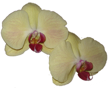 Phalaenopsis Sogo Romantic