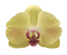 Phalaenopsis Sogo Romantic