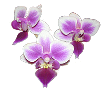 Phalaenopsis Sogo Tris