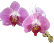 Phalaenopsis