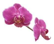 Phalaenopsis