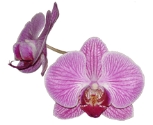 Phalaenopsis