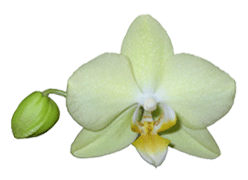 Phalaenopsis