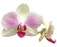 Phalaenopsis