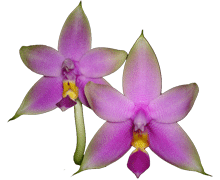 Phalaenopsis violacea